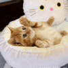 Cute Black Cat Pet Bed – All-Season Cozy Nest with Pillow