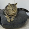 Felt Donut Tunnel Cat Bed – All-Season Hideout for Pets and Stray Cats – Summer Friendly
