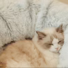 New Fluffy Cat– Foldable Warm Tunnel House for Fall & Winter