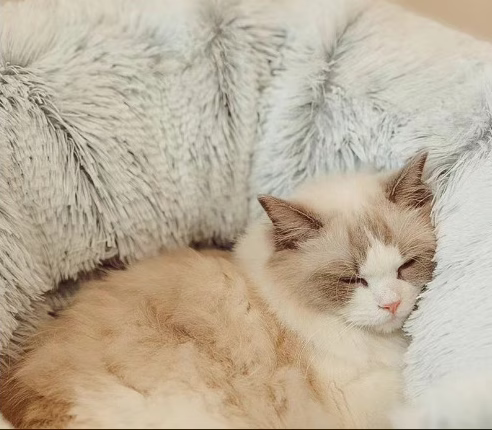 New Fluffy Cat– Foldable Warm Tunnel House for Fall & Winter