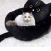 Cute Black Cat Pet Bed – All-Season Cozy Nest with Pillow