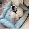 Adorable Dog Print Pet Bed: Soft Cushion for Furry Friends