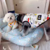 Adorable Dog Print Pet Bed: Soft Cushion for Furry Friends