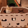 Cat Butler Cat Haven: Fun - filled Holes and a Cozy Spot for Your Feline Friend