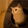 New Triangle Cat House – Enclosed Pet Bed for Deep Sleep, Thickened & Warm Design for Cats and Small Dogs