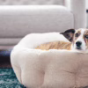 High-Back Pet Bed – Deep Sleep Lychee Texture Nest for Cats & Dogs | All-Season Crate Mat