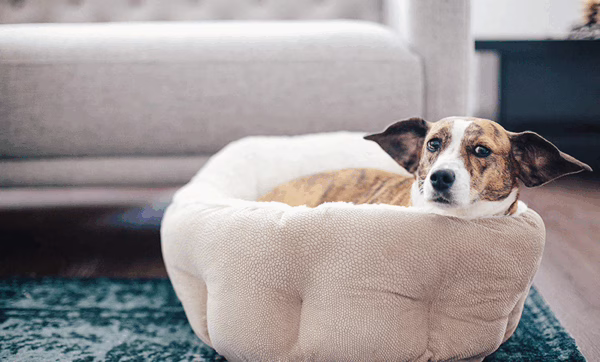 High-Back Pet Bed – Deep Sleep Lychee Texture Nest for Cats & Dogs | All-Season Crate Mat