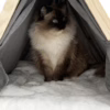 In-Stock Pet Tent – Popular Semi-Enclosed Cat Nest with a Wooden Triangular Frame for a Cozy and Secure Maternity Space